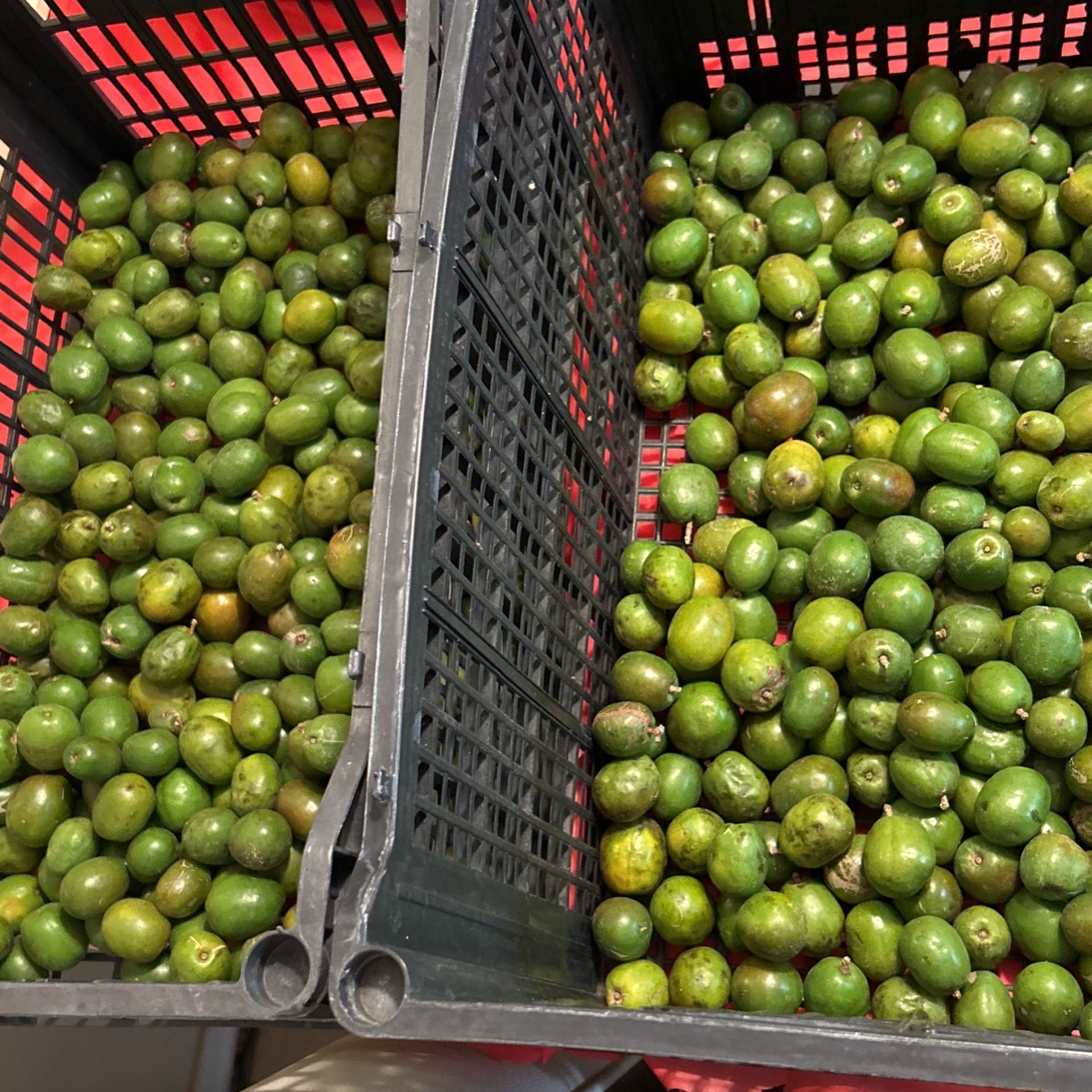Ciruelas Red Plum - Jocotes X $10.00 Lb