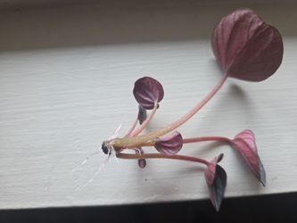Plant rooting in water