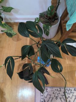Live plant dragons tail