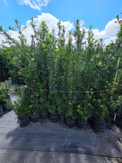 podocarpus 6 to 7 feet tall Instant Privacy Hedge For Fence Green Full Ready for planting  minimum qty 30+