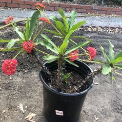 Large Crown Of Thorns-5 Gallon
