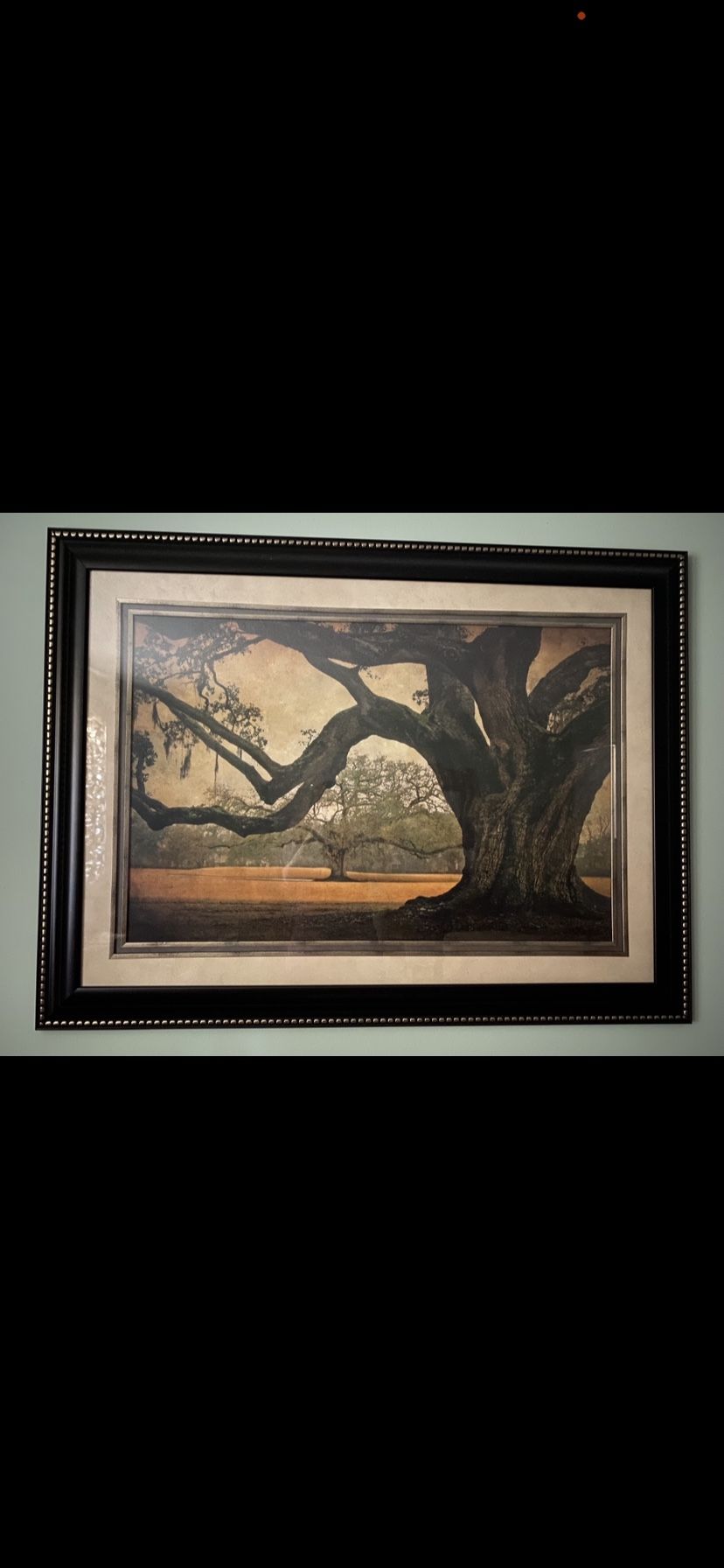 Oak tree . Framed Print