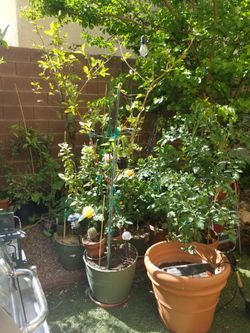 💁🏻‍♀️🌳🍐 Guava tree /Barbie Pink 