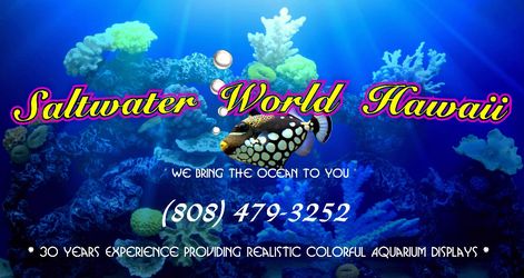 Specializing in reef & coral display for any size aquarium. 30 years experience creating realistic saltwater aquarium displays!