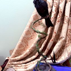Bird Taxidermy 