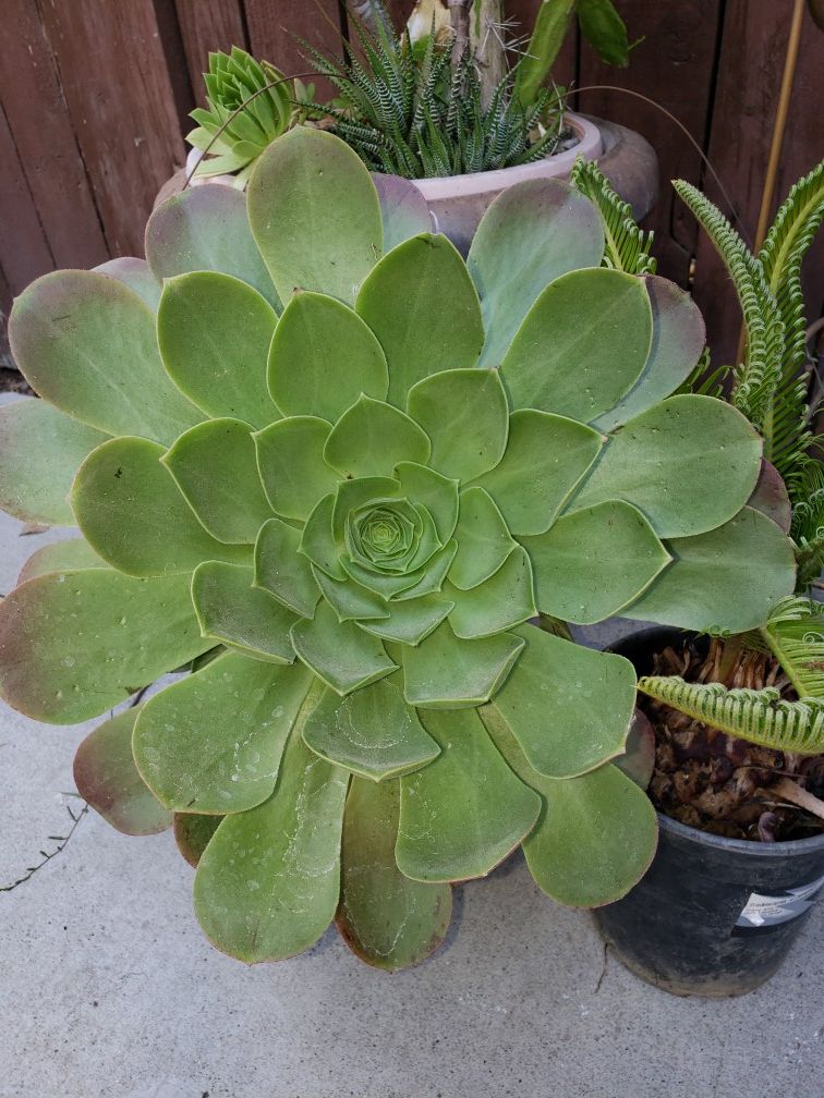 *** BEAUTIFUL SUCCULENT ,LOOKS LIKE A BIG GREEN FLOWER*** SELLING IT FOR $12.00