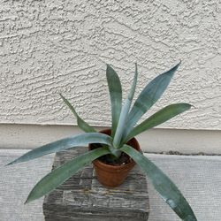 Agave Plant 