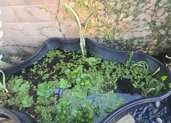 Water, plants, aquarium, and pond