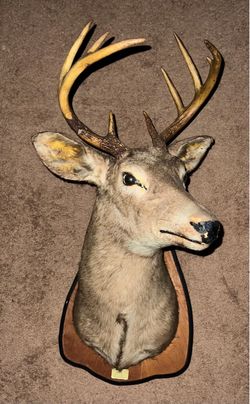 Deer decor