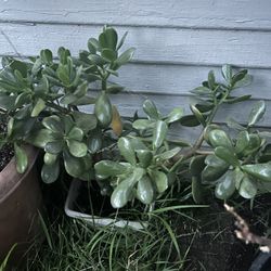 Jade Plants