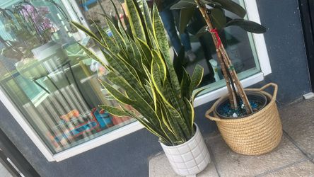 Snake plant