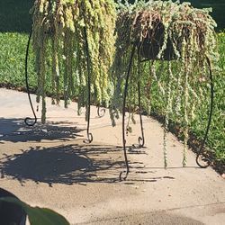 Burros Tail Succulents (READ FULL DESCRIPTION) 