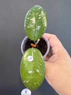 Hoya Heidi
