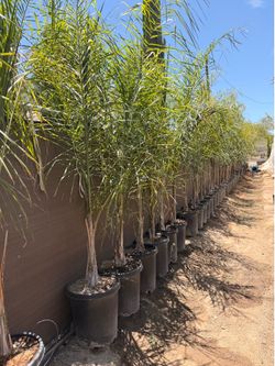 Queen palms 15 gallons