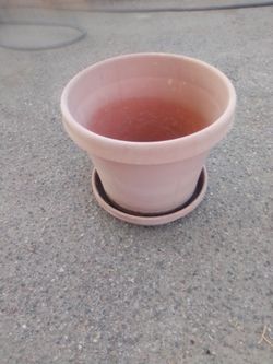 Flower Pot