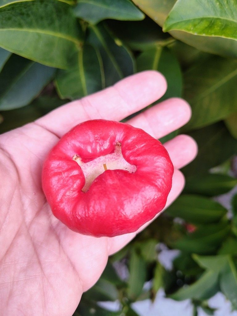 π Java Apples (Wax Apples)