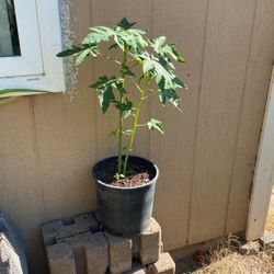 Hawaii Papaya Tree 