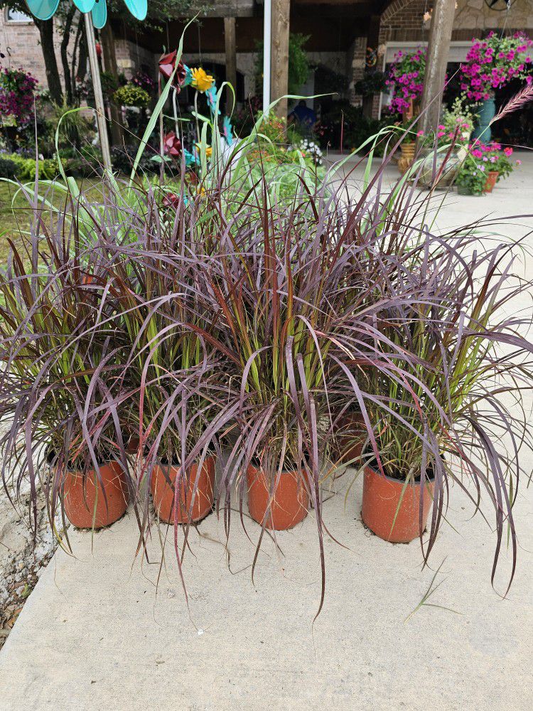 One Gallon Purple Grass PLANTS ARRIVE, BEAUTIFUL AND HEALTHY. $11 EACH