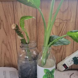 Dumbcane Plant Small Bundle 