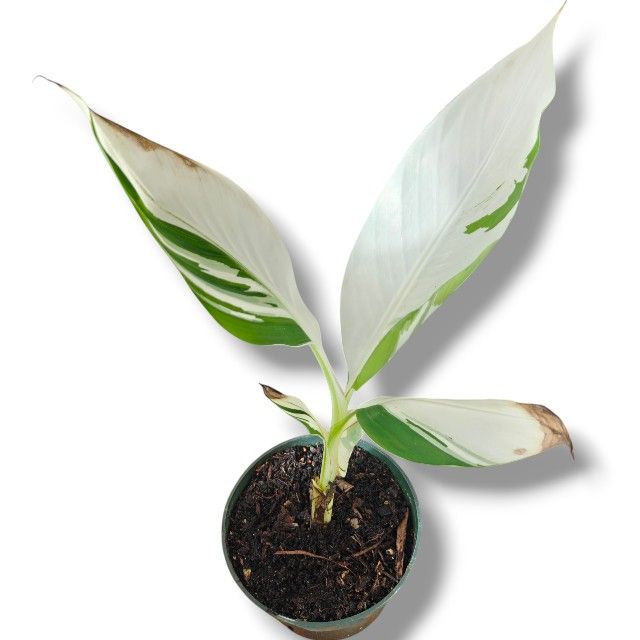 Musa Florida Variegated Banana Tropical Plant