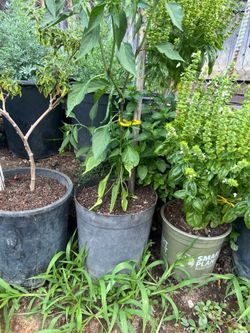 Chili Pepper Plant
