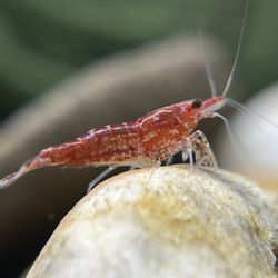 Cherry Shrimp Aquarium Decor