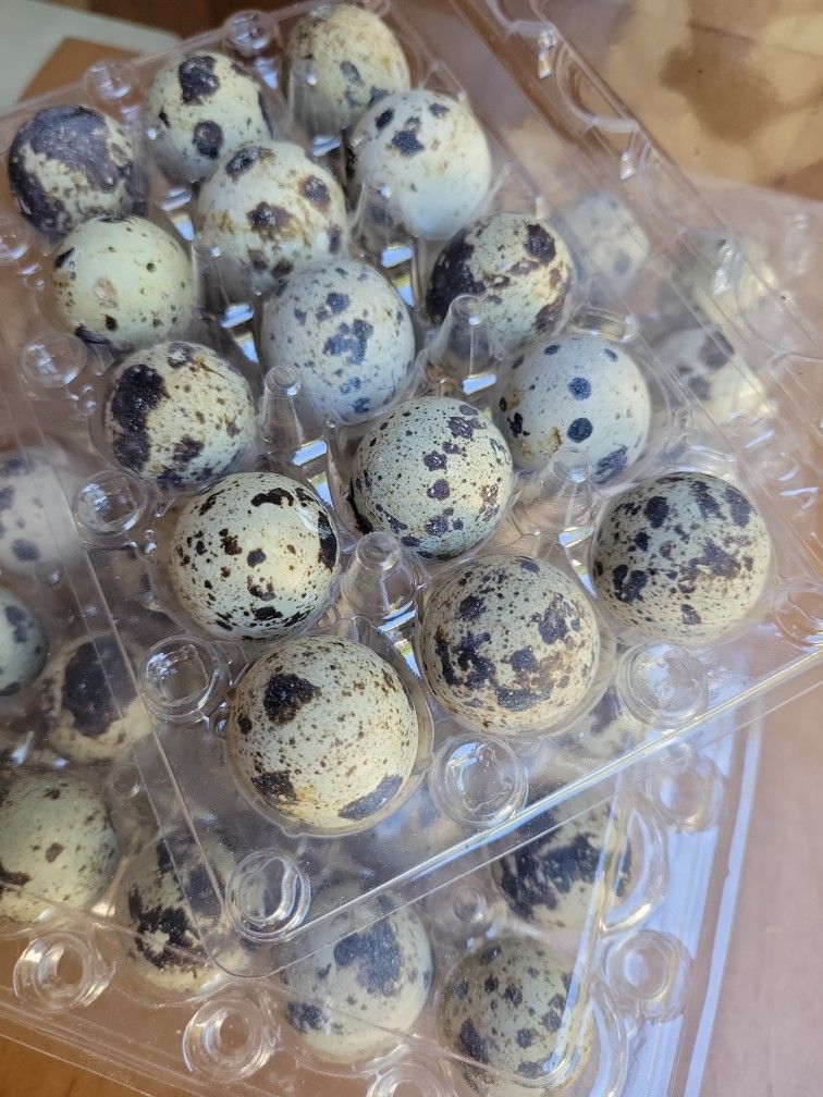 Fresh Quail Eggs for Sale in Spanaway, WA OfferUp