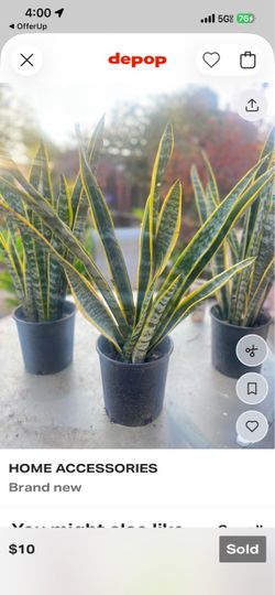 Snake plant