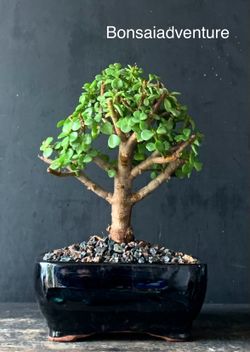 Bonsai Jade 
