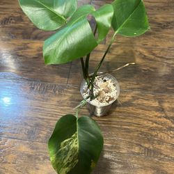 Monstera Aurea Plant