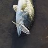 SoCalFishingImports