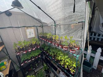 Tomato Plant VARIETIES