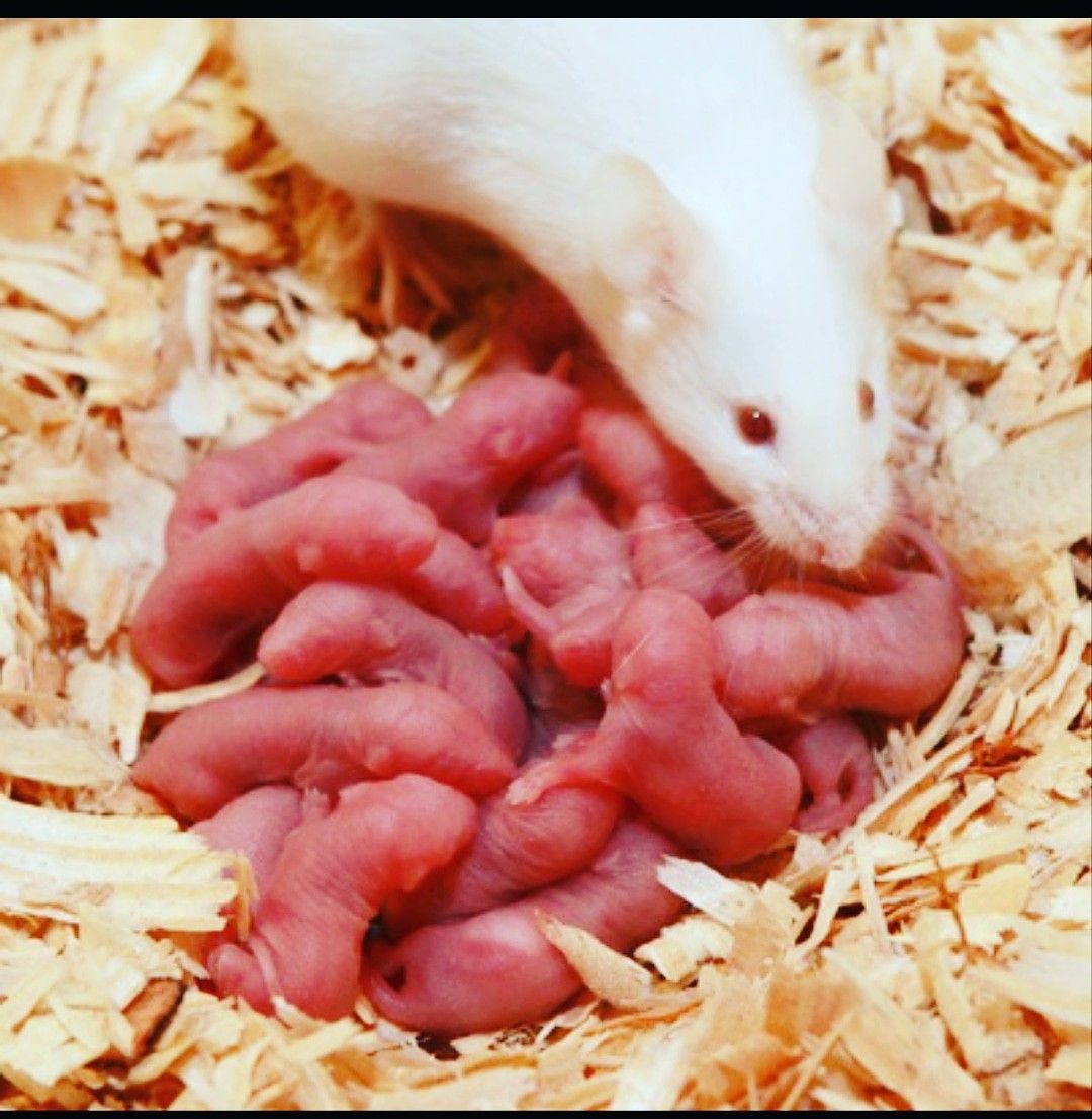 Snake food