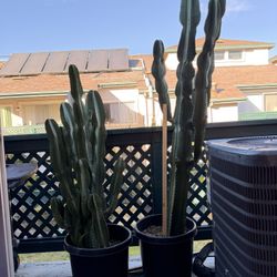 Potted Candelabria Cactus Plants 