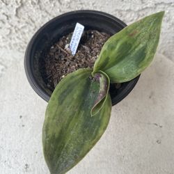 4 Inch Pot Succulent Plant- Tradescantia Sillamontana Purple Haze Wandering Dude - Rooted & Established - Drought Resistant - 🪴