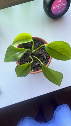 pothos plant 
