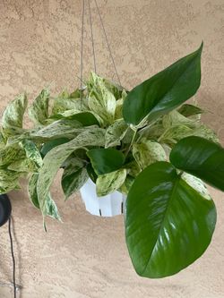 Marble Queen Pothos