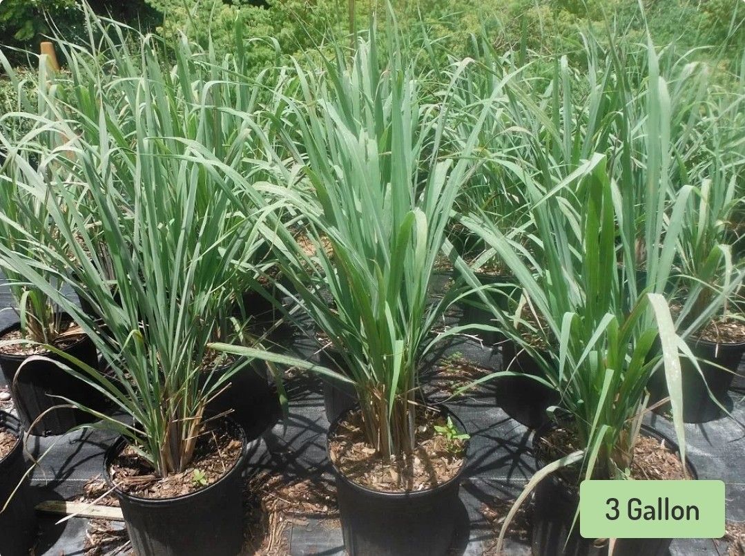 Lemon Grass, Fevergrass Plant 🪴 3gal Plantas Yerba Luisa,limoncillo