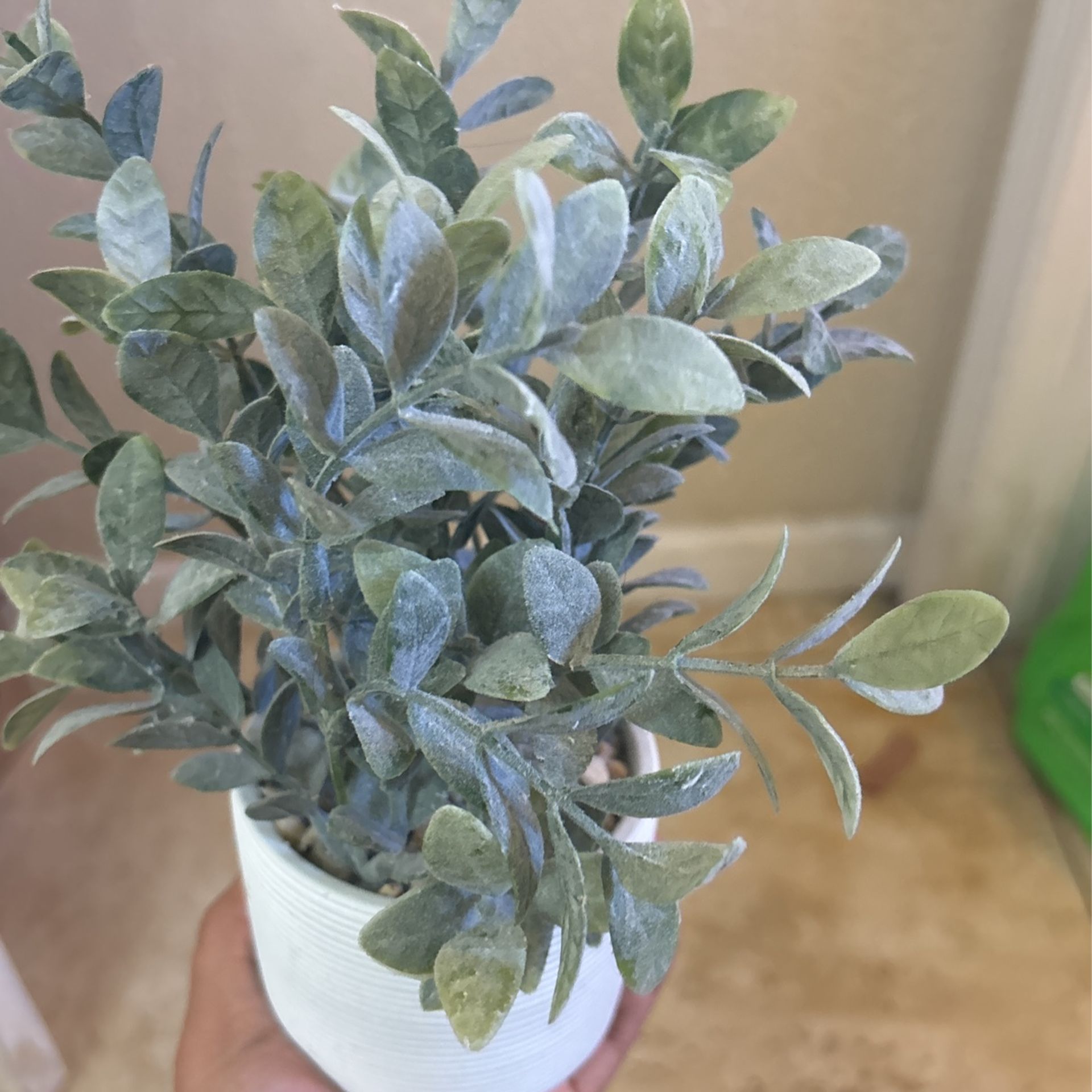 Plant Decor for Sale in El Paso, TX - OfferUp