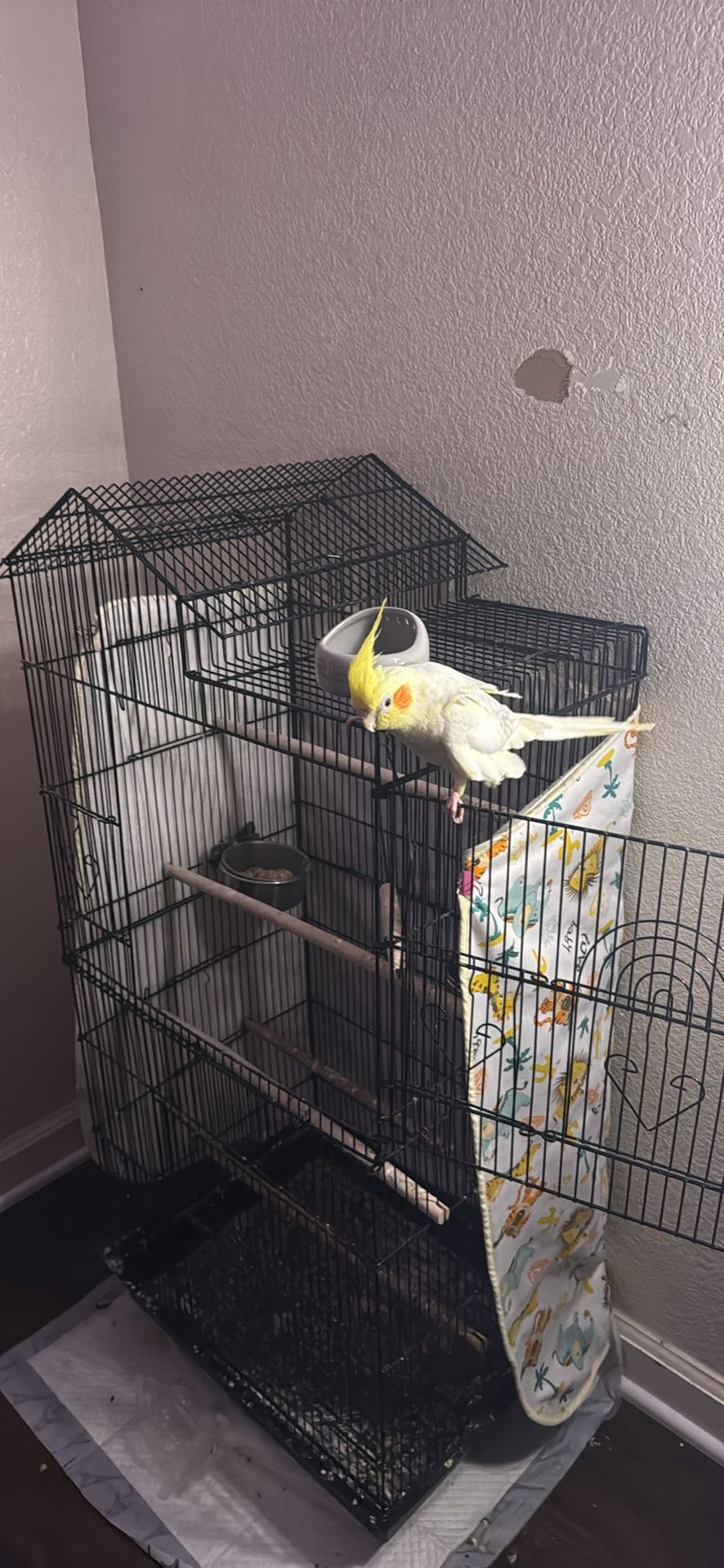 Birdcage