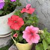 jasmin