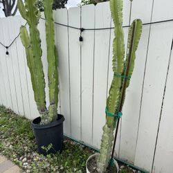 3 Large Euphorbia Cactus 