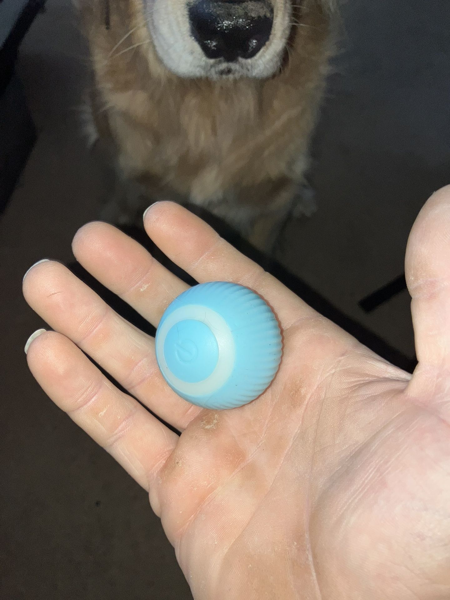 Self Entertaining Cat Toy