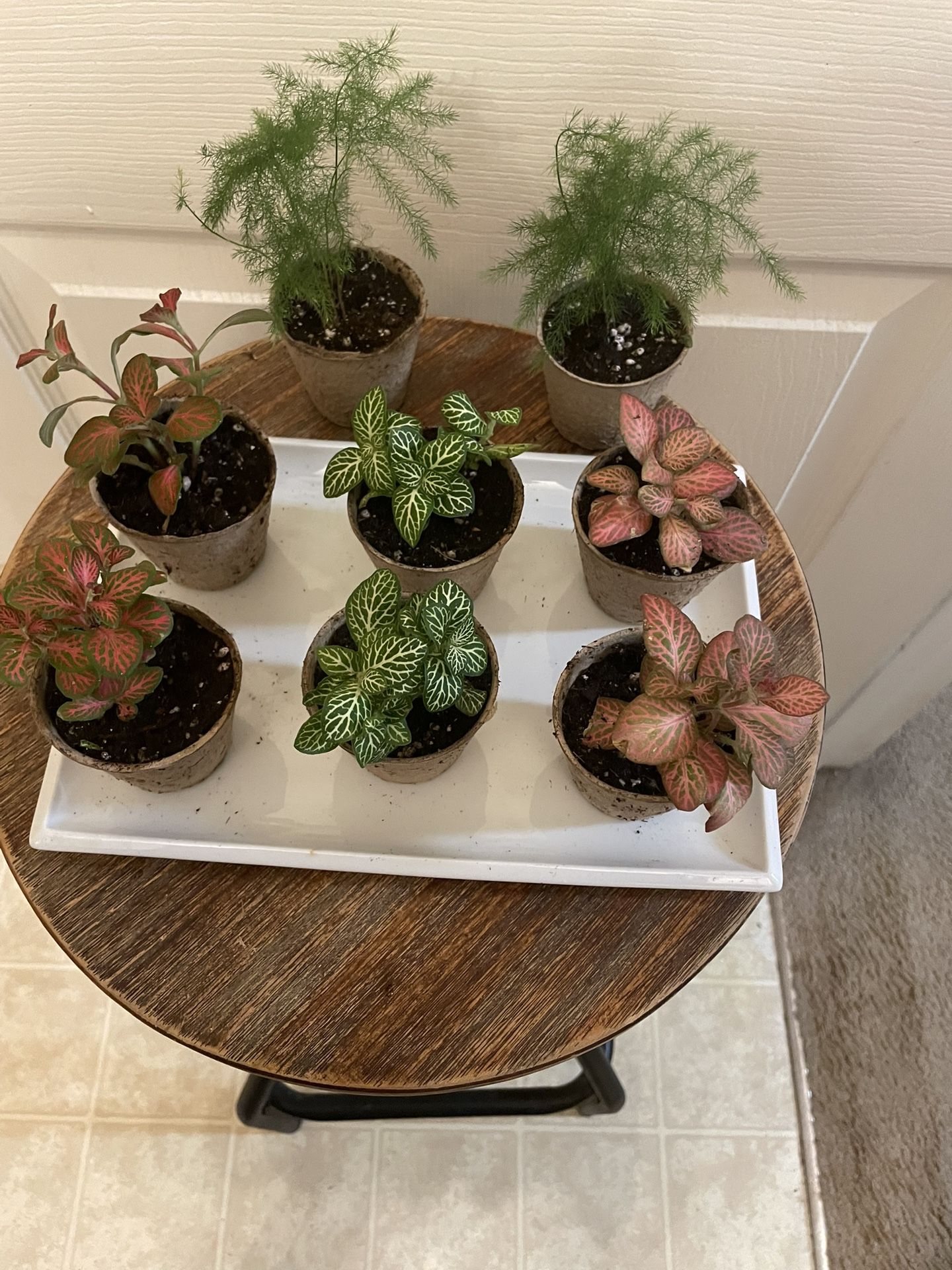 $8 Each | Little Green Gems | Terrarium Plants | Fittonia (Nerve Plant) | Asparagus Fern | $2 Off Each Plant With Local Pick Up