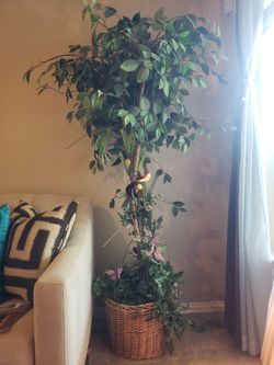 Lemon tree (fake)