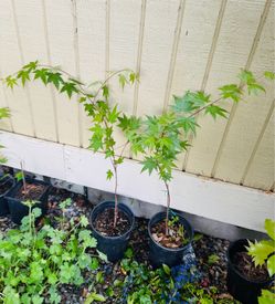 Japanese Maples