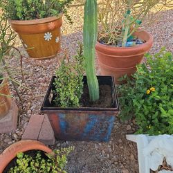 San pedro, Elephant bush, Succulents, Garden 