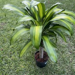 DRACAENA MASS CANE 1 (3 Gallon Pot) Indoor Air Purifying  