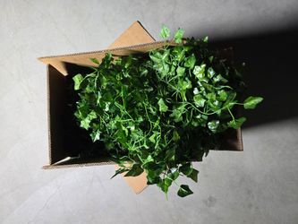Bulk Decorative Greenery Vines - Massive Lot (Covered Three 18ft Columns!)