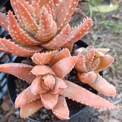 Aloe Dorotheae Plant